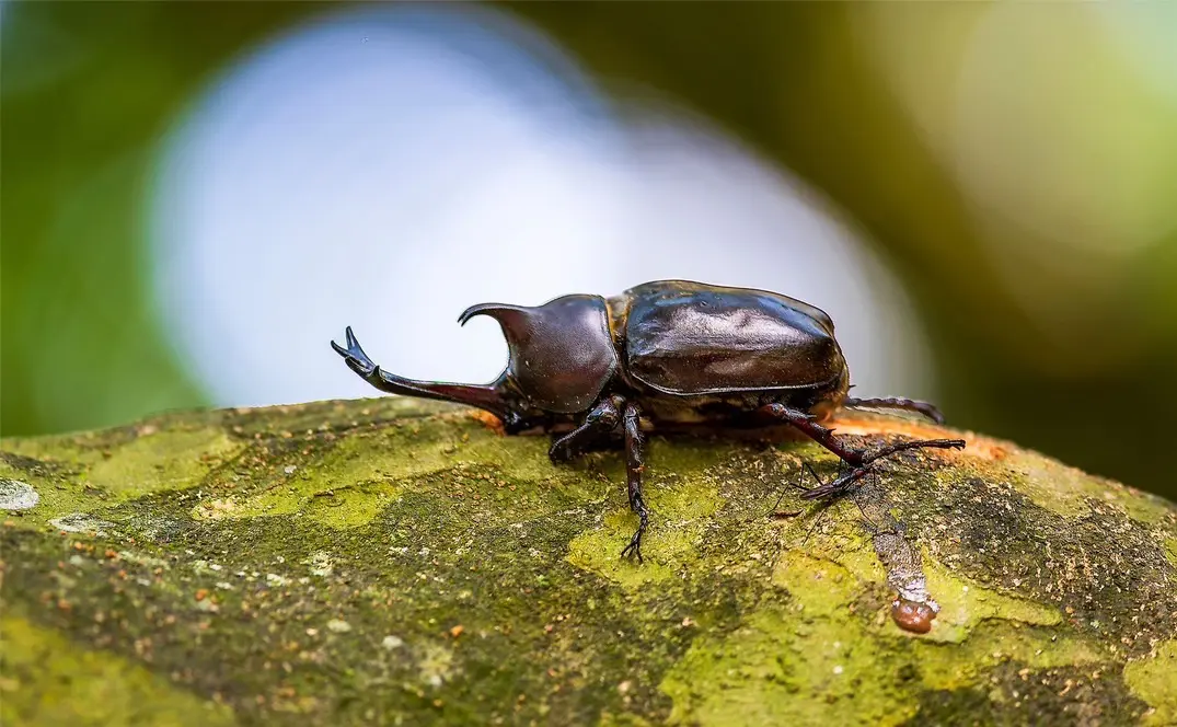 カブトムシ