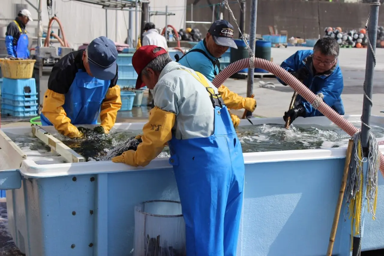 ひので庵弥栄(いやさか)出店