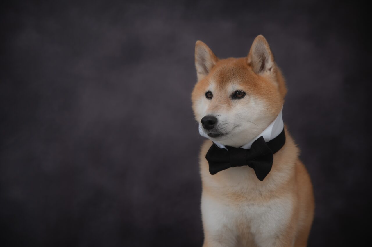 結婚式と犬
