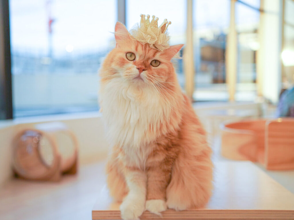 優勝猫