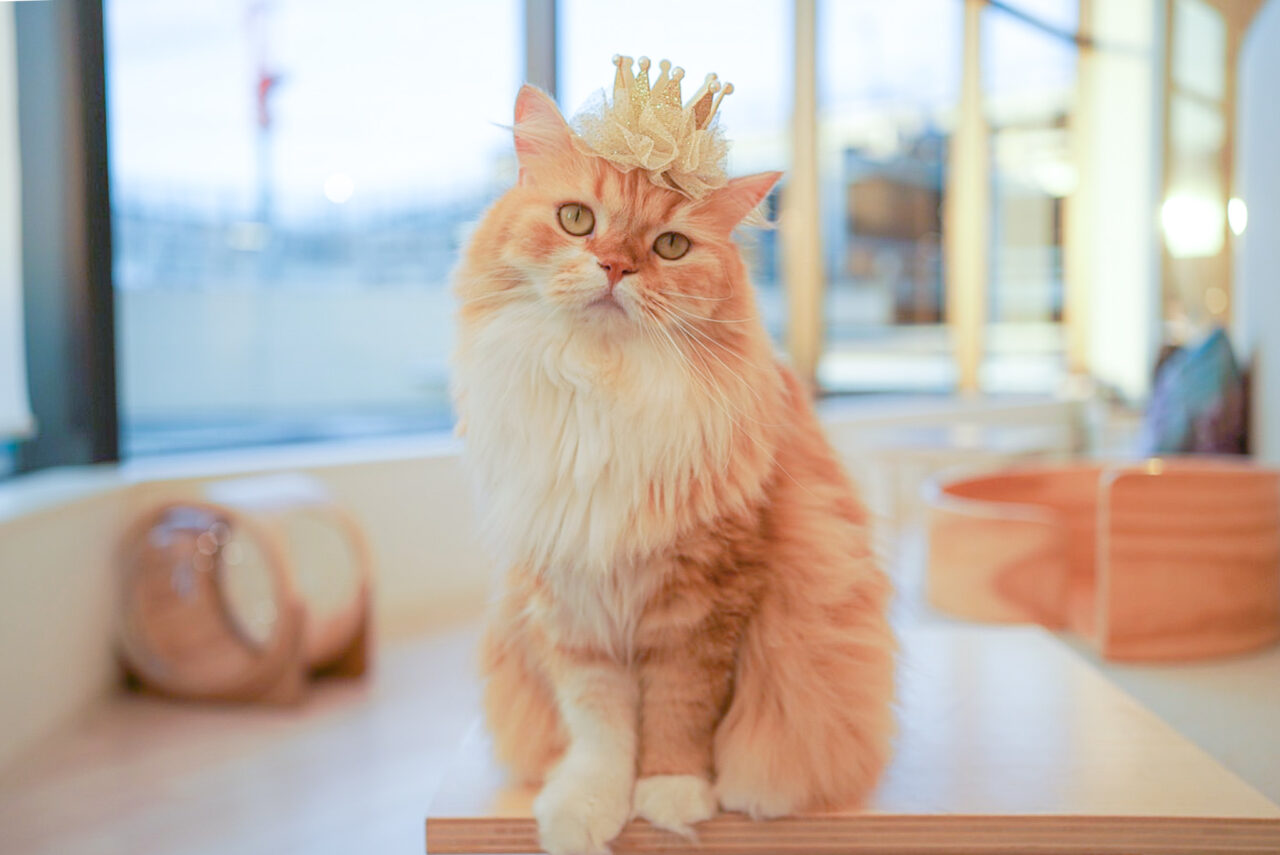 優勝猫