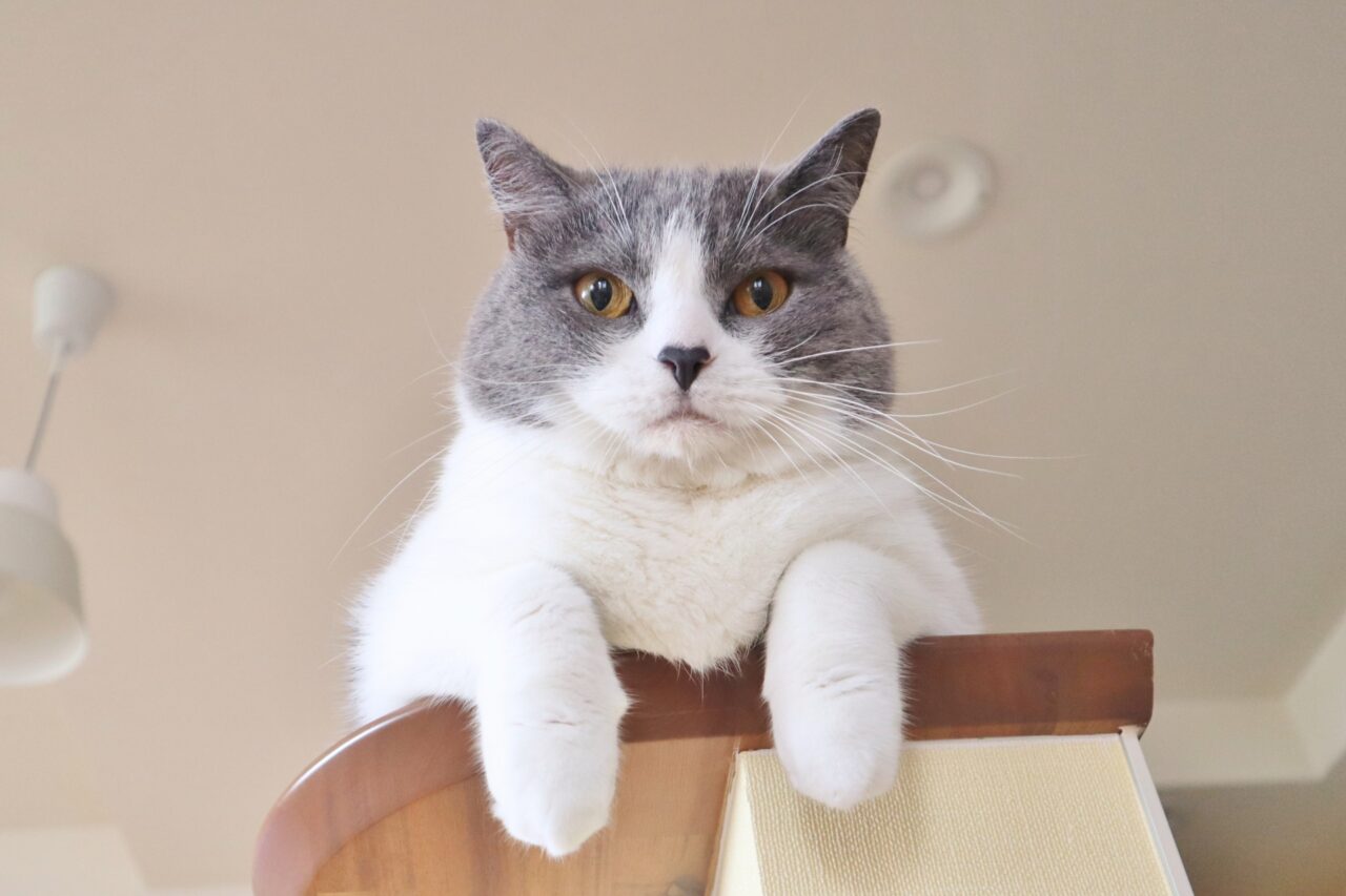 ねこイメージ
