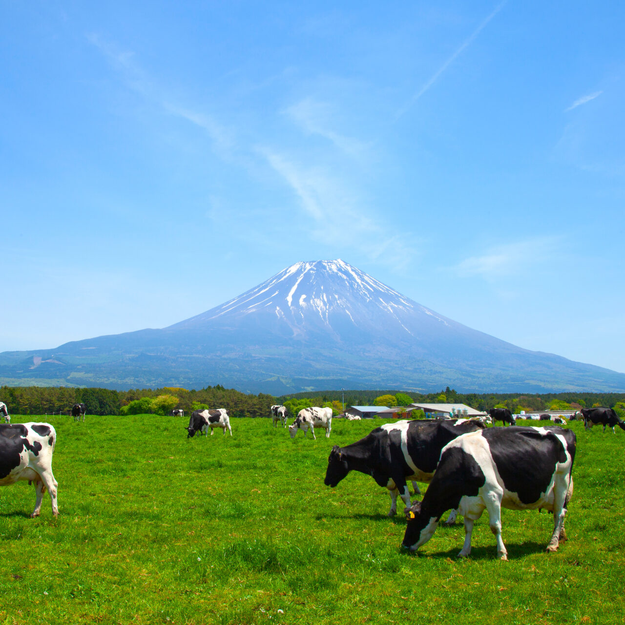 富士山麓の牧場風景
