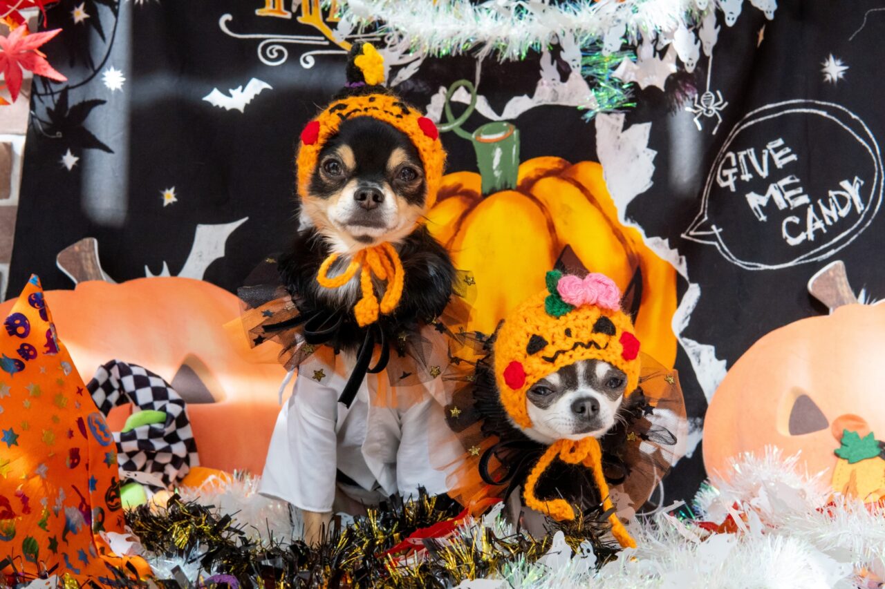 チワワハロウィン