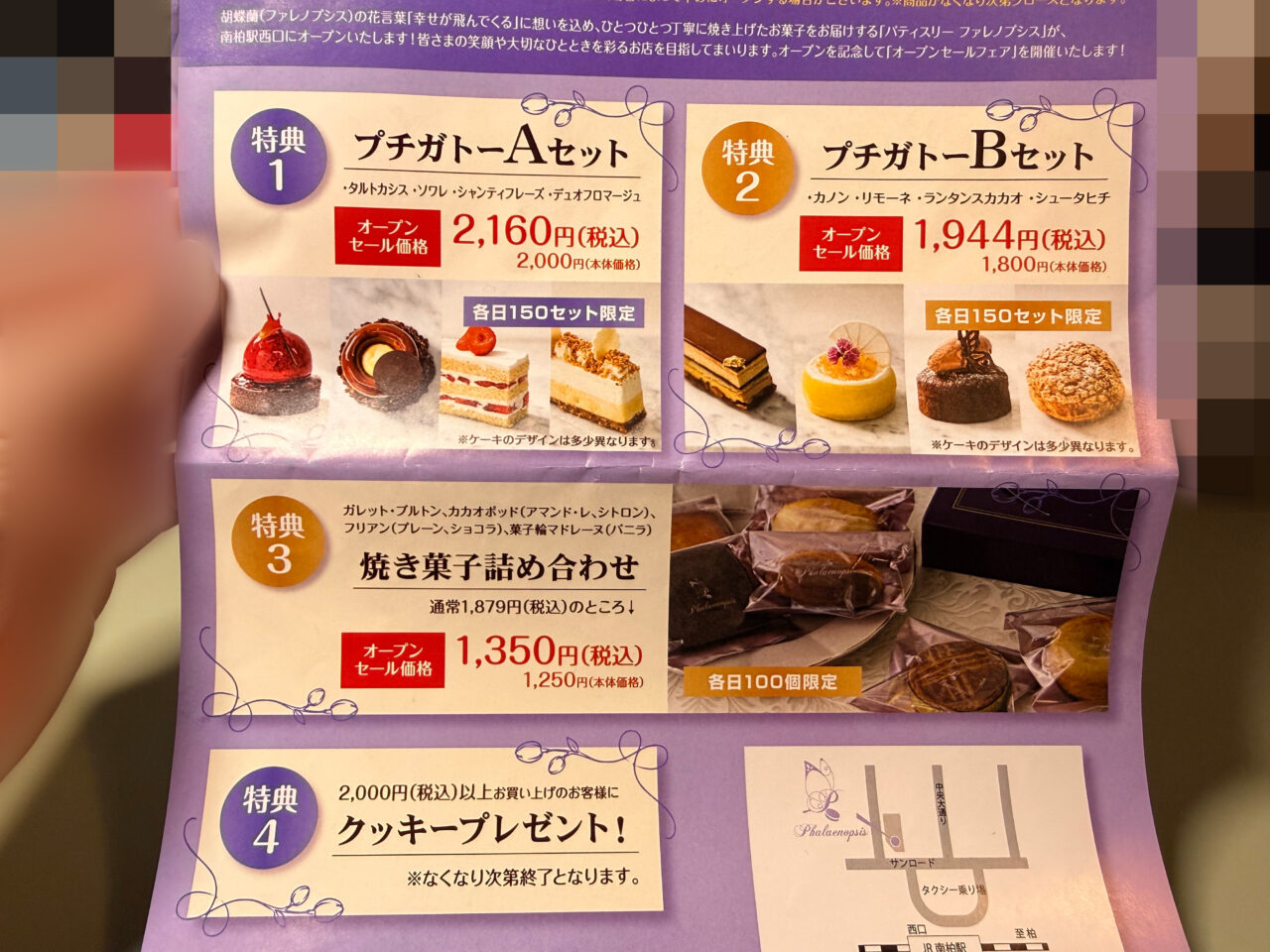 phalaenopsisチラシ